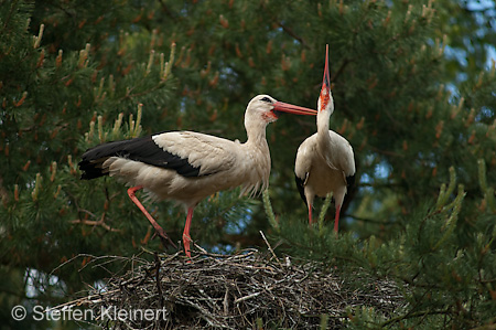 Weißstorch, Ciconia ciconia 025